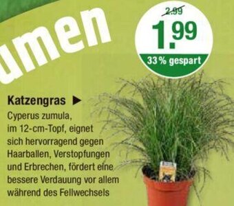 V Markt Katzengras Cyperus zumula Angebot