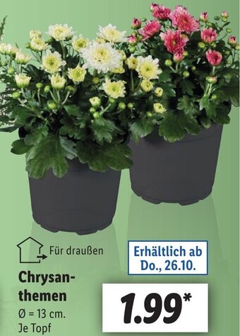 Lidl Chrysanthemen Angebot