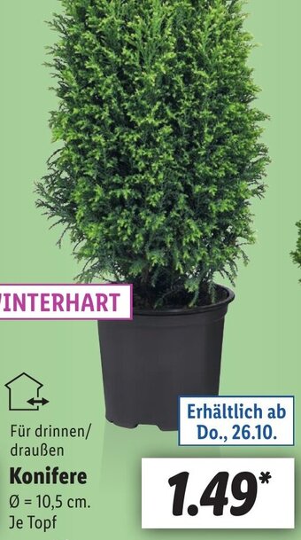 Lidl Konifere Angebot