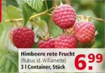 Multi Markt Himbeere rote frucht Angebot