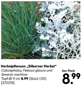 BayWa Herbstpflanzen ,,Silberner Herbst" Angebot