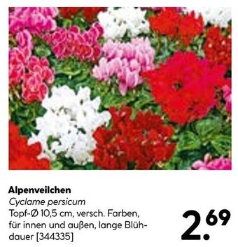 BayWa Alpenveilchen Angebot