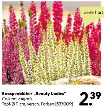 BayWa Knospenblüher ,,Beauty Ladies" Angebot