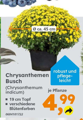 Globus Baumarkt Chrysanthemen Busch (Chrysanthemum indicum) Angebot