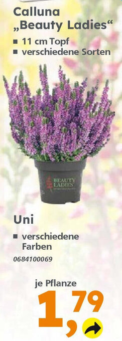 Globus Baumarkt Calluna ,,Beauty Ladies" Uni Angebot