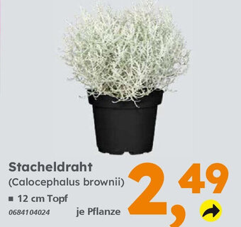 Globus Baumarkt Stacheldraht (Calocephalus brownii) Angebot