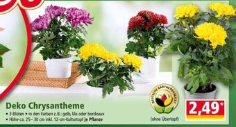 Norma Deko Chrysantheme Angebot