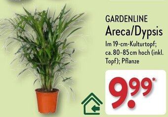 Aldi Nord GARDENLINE Areca/Dypsis Angebot