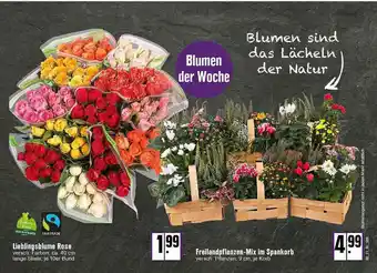 E-Center Leiblingsblume Rose Frreilandpflanzen-mix Im Spankorb Angebot