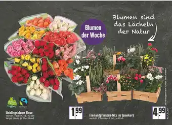 Edeka Lieblingsblume Rose Angebot