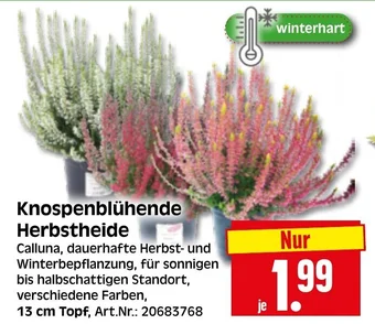 Herkules Baumarkt Knospenblühende Herbstheide Angebot