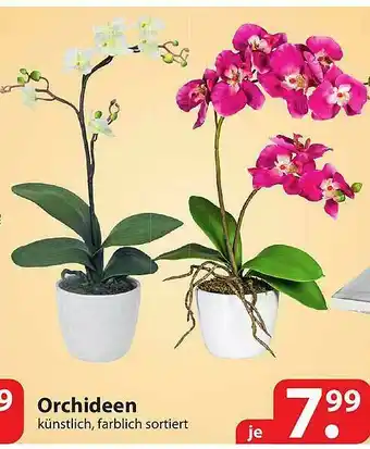 Famila Nord Ost Orchideen Angebot