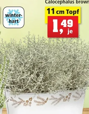 Thomas Philipps Stacheldraht 11 cm Topf Angebot