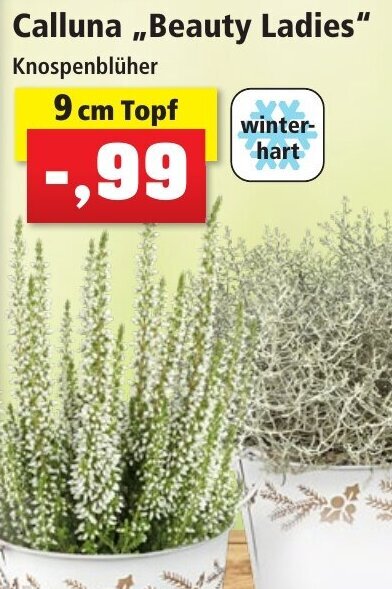 Calluna ,,Beauty Ladies