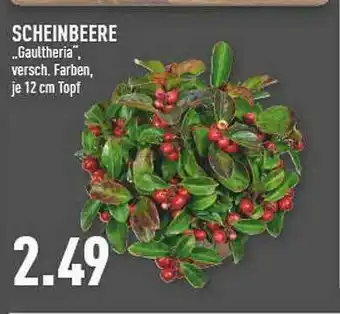 Marktkauf Scheinbeere „gaultheria” Angebot