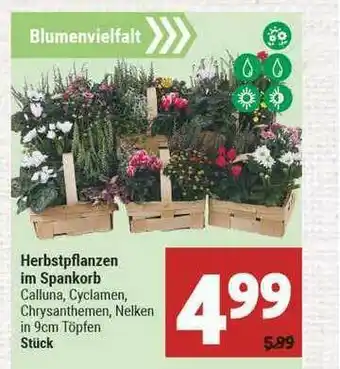 Marktkauf Herbstpflanzen Im Spankorb Angebot