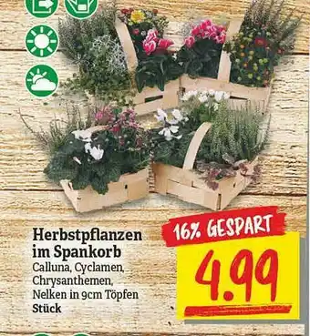 NP Discount Herbstpflanzen Im Spankorb Angebot