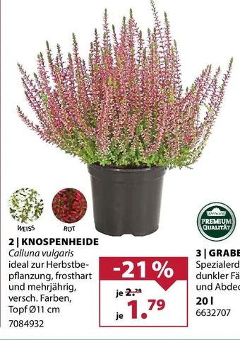 Dehner KNOSPENHEIDE Calluna vulgaris Angebot