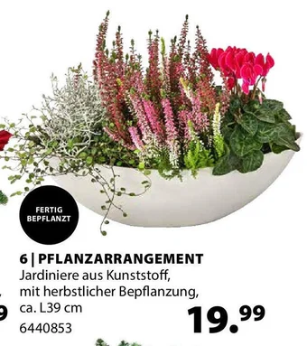 Dehner PFLANZARRANGEMENT Angebot