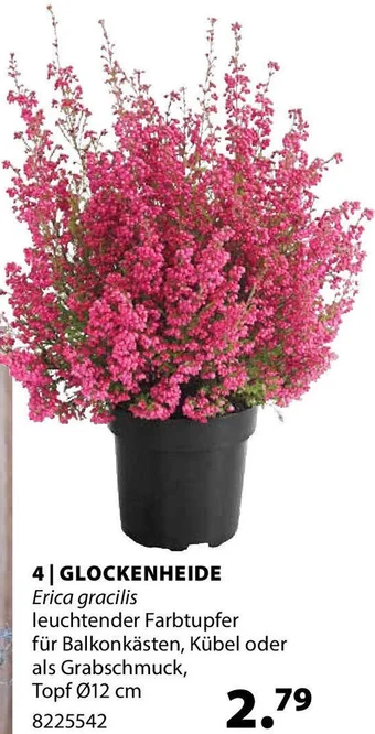 Dehner GLOCKENHEIDE Erica gracilis Angebot
