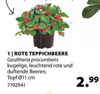 Dehner ROTE TEPPICHBEERE Gaultheria procumbens Angebot