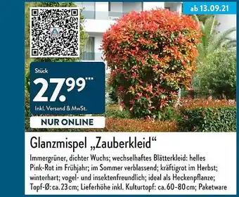 Aldi Nord Glanzmispel Zauberkleid Angebot