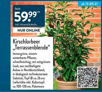 Aldi Nord Kirschlorbeer „terrassenblende” Angebot