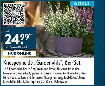 Aldi Nord Knospenheide Gardengirls 6er Set Angebot