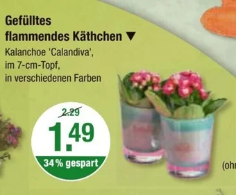 V Markt Gefülltes flammendes Käthchen Angebot