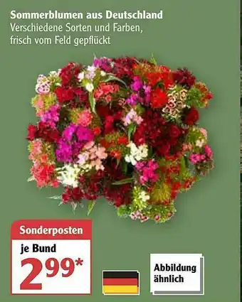 Globus Sommerblumen Aus Deutschland Angebot