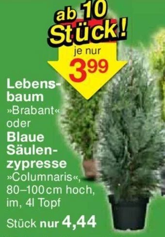 Jawoll Lebens-baum Blaue Säulen- zypresse Angebot