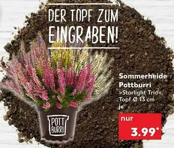 Kaufland Sommerheide Pottburri „starlight Trio” Angebot