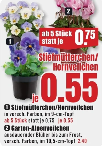 B1 Discount Baumarkt Stiefmütterchen/ Hornveilchen Angebot