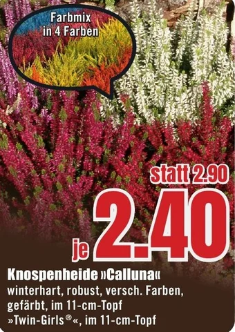 B1 Discount Baumarkt Knospenheide Calluna Angebot