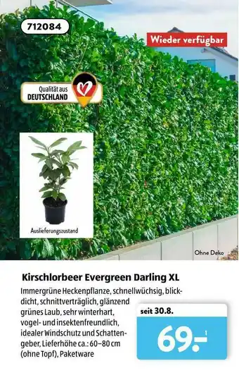 Aldi Süd Kirschlorbeer Evergreen Darling XL Angebot