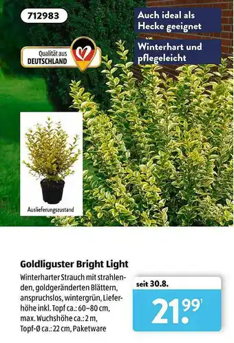 Aldi Süd Goldliguster Bright Light Angebot