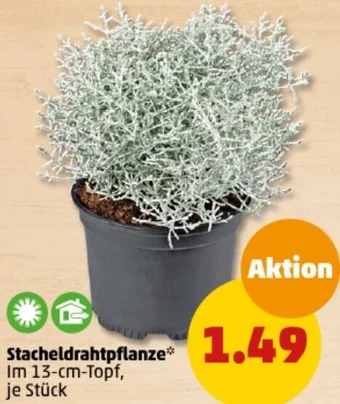 PENNY Stacheldrahtpflanze Angebot
