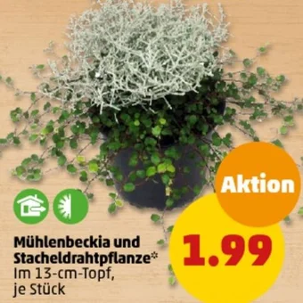 PENNY Mühlenbeckia und Stacheldrahtpflanze Angebot