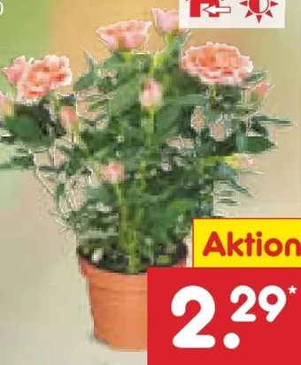 Netto Marken-Discount Rosen im topf Angebot