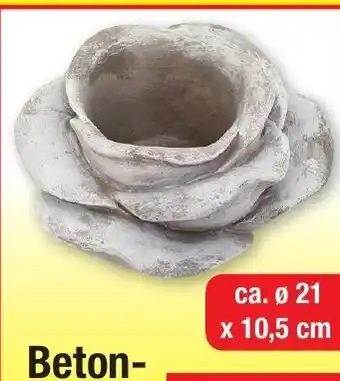 Zimmermann Betonrose Angebot