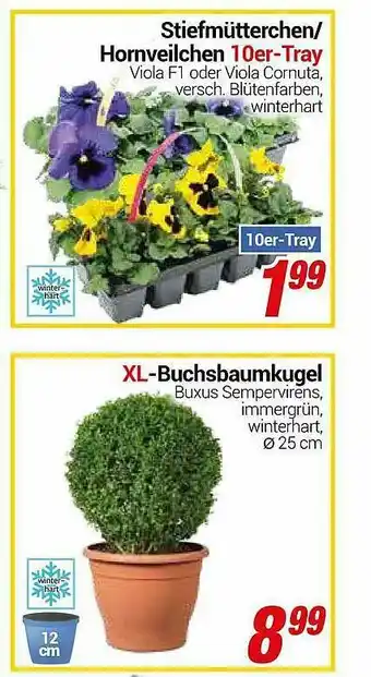 CENTERSHOP Stiefmütterchen Hornveilchen Oder XL-buchsbaumkugel Angebot