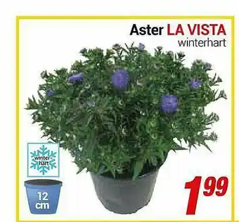 CENTERSHOP Aster La Vista Angebot