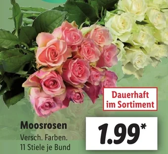 Lidl Moosrosen Angebot