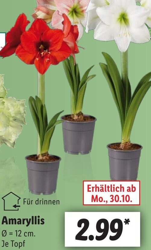 Amaryllis Angebot bei Lidl