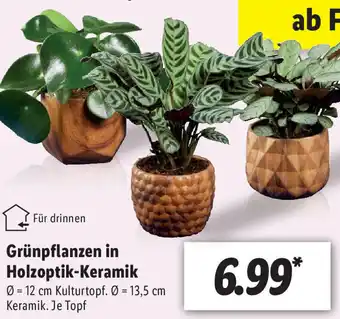 Lidl Grünpflanzen in Holzoptik Keramik Angebot