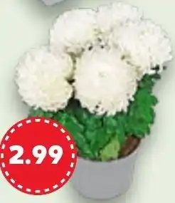 Kaufland Chrysanthemen-Vielfalt Angebot