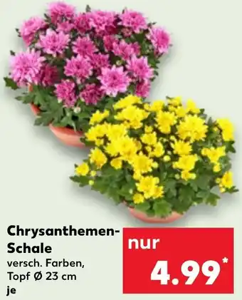 Kaufland Chrysanthemen Schale Angebot