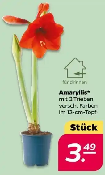 NETTO Amaryllis Angebot