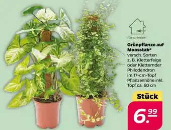 NETTO Grünpflanze auf Moosstab Angebot