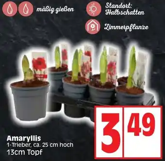 Edeka Amaryllis 13cm Topf Angebot